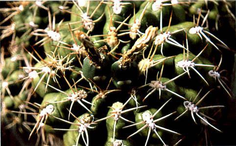 Нажмите на изображение для увеличения.   Название:	Gymnocalycium_megalothelon.jpg  Просмотров:	1  Размер:	39.4 Кб  ID:	467422