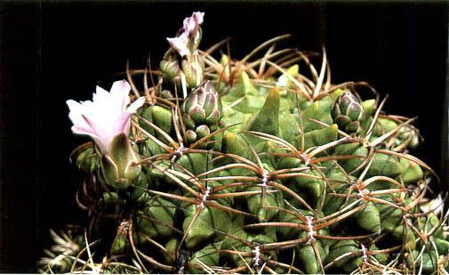 Нажмите на изображение для увеличения.   Название:	Gymnocalycium_monvillei_subsp_monvillei.jpg  Просмотров:	1  Размер:	36.4 Кб  ID:	467423