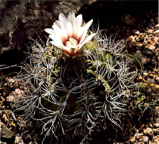 Нажмите на изображение для увеличения.   Название:	Gymnocalycium_mostii.jpg  Просмотров:	1  Размер:	63.1 Кб  ID:	467424