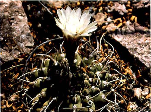 Нажмите на изображение для увеличения.   Название:	Gymnocalycium_ochoterenae_subsp_vatteri.jpg  Просмотров:	1  Размер:	52.8 Кб  ID:	467425