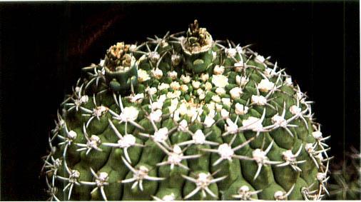 Нажмите на изображение для увеличения.   Название:	Gymnocalycium_oenanthemum.jpg  Просмотров:	1  Размер:	30.8 Кб  ID:	467426