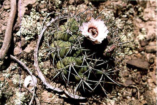 Нажмите на изображение для увеличения.

Название:	Gymnocalycium_pflanzii_subsp_pflanzii.jpg
Просмотров:	1127
Размер:	58.6 Кб
ID:	467429