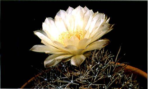 Нажмите на изображение для увеличения.

Название:	Gymnocalycium_platense.jpg
Просмотров:	472
Размер:	23.9 Кб
ID:	467430