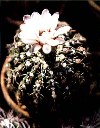 Нажмите на изображение для увеличения.

Название:	Gymnocalycium_quehlianum.jpg
Просмотров:	470
Размер:	24.9 Кб
ID:	467431