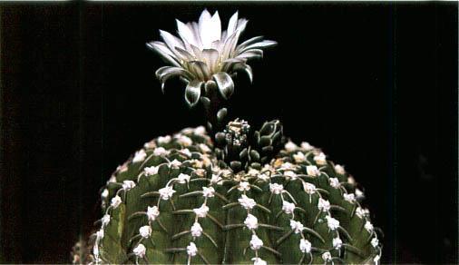 Нажмите на изображение для увеличения.

Название:	Gymnocalycium_ragonesei.jpg
Просмотров:	559
Размер:	22.9 Кб
ID:	467432