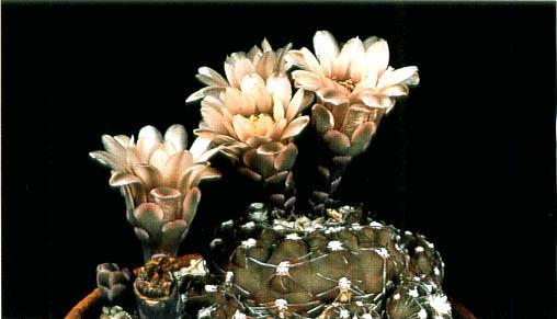 Нажмите на изображение для увеличения.

Название:	Gymnocalycium_ritterianum.jpg
Просмотров:	553
Размер:	22.9 Кб
ID:	467433