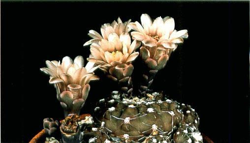 Нажмите на изображение для увеличения.

Название:	Gymnocalycium_ritterianum.jpg
Просмотров:	484
Размер:	22.9 Кб
ID:	467433