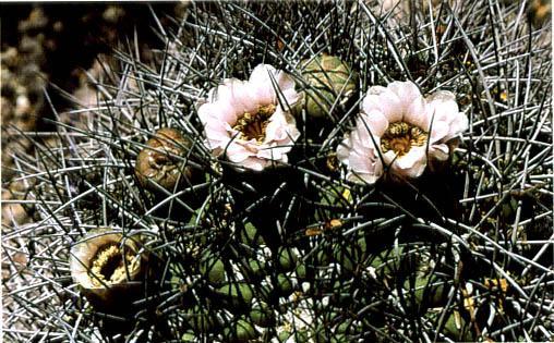 Нажмите на изображение для увеличения.

Название:	Gymnocalycium_saglionis_subsp_saglionis.jpg
Просмотров:	542
Размер:	57.4 Кб
ID:	467434