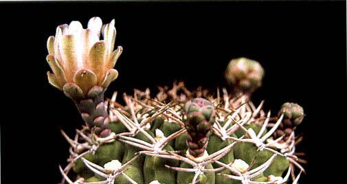 Нажмите на изображение для увеличения.

Название:	Gymnocalycium_schickendantzii.jpg
Просмотров:	541
Размер:	21.5 Кб
ID:	467435