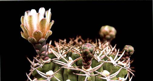 Нажмите на изображение для увеличения.

Название:	Gymnocalycium_schickendantzii.jpg
Просмотров:	455
Размер:	21.5 Кб
ID:	467435