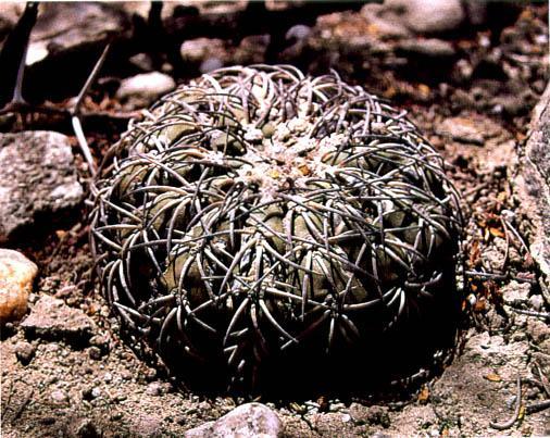 Нажмите на изображение для увеличения.

Название:	Gymnocalycium_spegazzinii_subsp_cardenasianum.jpg
Просмотров:	465
Размер:	65.1 Кб
ID:	467436