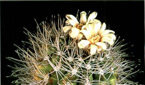 Нажмите на изображение для увеличения.

Название:	Gymnocalycium_stuckertii.jpg
Просмотров:	573
Размер:	36.9 Кб
ID:	467437