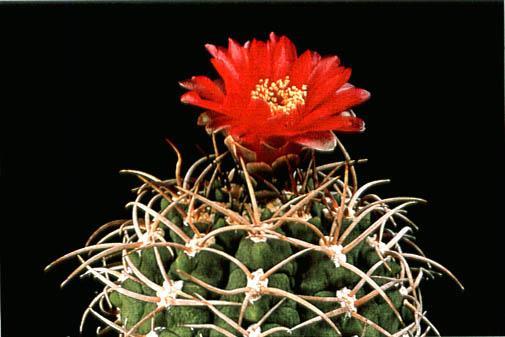 Нажмите на изображение для увеличения.

Название:	Gymnocalycium_tillianum.jpg
Просмотров:	481
Размер:	28.5 Кб
ID:	467438