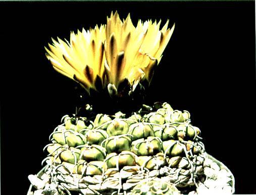 Нажмите на изображение для увеличения.

Название:	Gymnocalycium_uruguayense.jpg
Просмотров:	537
Размер:	34.3 Кб
ID:	467439