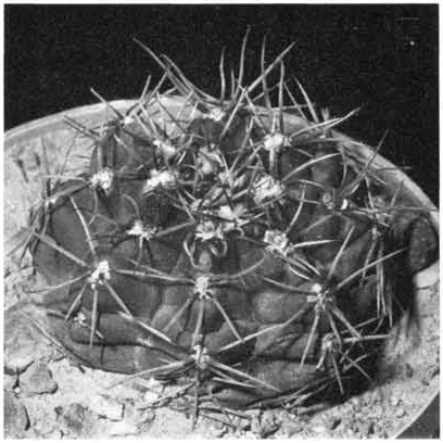 Нажмите на изображение для увеличения.   Название:	Gymnocalycium_calochlorum.jpg  Просмотров:	2  Размер:	115.5 Кб  ID:	467455