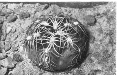 Нажмите на изображение для увеличения.   Название:	Gymnocalycium_hyptiacanthum.jpg  Просмотров:	2  Размер:	64.0 Кб  ID:	467456