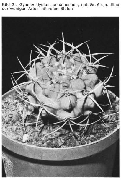 Нажмите на изображение для увеличения.   Название:	Gymnocalycium_oenathemum.jpg  Просмотров:	2  Размер:	151.4 Кб  ID:	467459