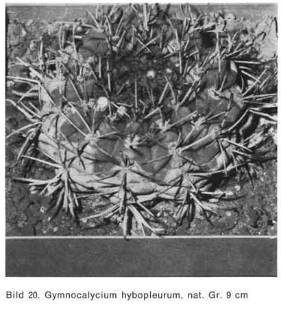 Нажмите на изображение для увеличения.   Название:	Gymnocalycium_hybopleurum.jpg  Просмотров:	2  Размер:	104.1 Кб  ID:	467460