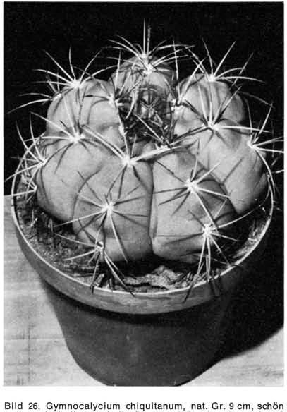 Нажмите на изображение для увеличения.   Название:	Gymnocalycium_chiquitanum.jpg  Просмотров:	2  Размер:	124.6 Кб  ID:	467461