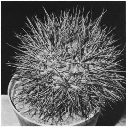 Нажмите на изображение для увеличения.

Название:	Gymnocalycium_horridispinum.jpg
Просмотров:	1076
Размер:	118.7 Кб
ID:	467471