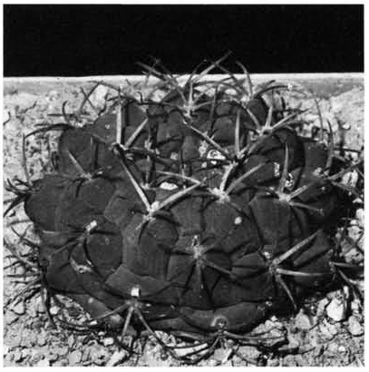 Нажмите на изображение для увеличения.

Название:	Gymnocalycium_delaetii.jpg
Просмотров:	396
Размер:	112.1 Кб
ID:	467476