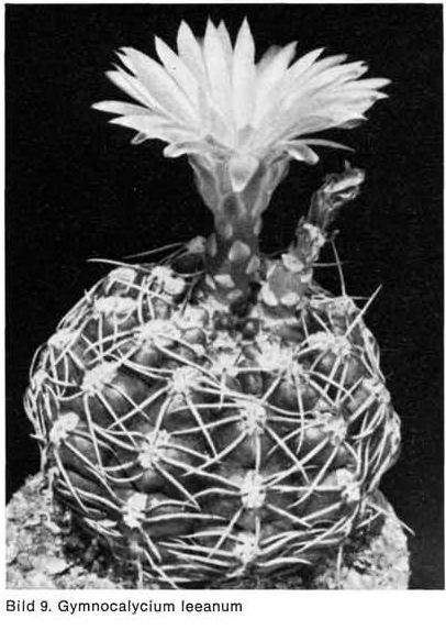 Нажмите на изображение для увеличения.

Название:	Gymnocalycium_leeanum.jpg
Просмотров:	311
Размер:	148.6 Кб
ID:	467480