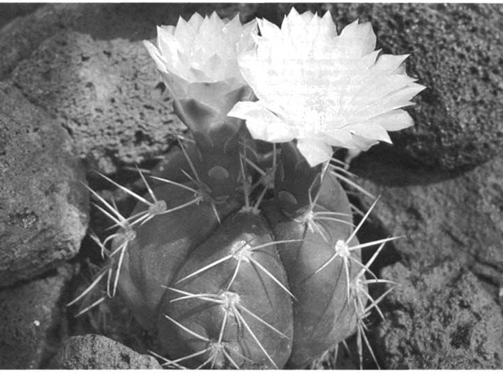 Нажмите на изображение для увеличения.

Название:	Gymnocalycium_horstii.jpg
Просмотров:	1118
Размер:	195.8 Кб
ID:	467585