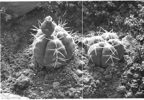 Нажмите на изображение для увеличения.

Название:	Gymnocalycium_horstii_1.jpg
Просмотров:	480
Размер:	121.8 Кб
ID:	467586