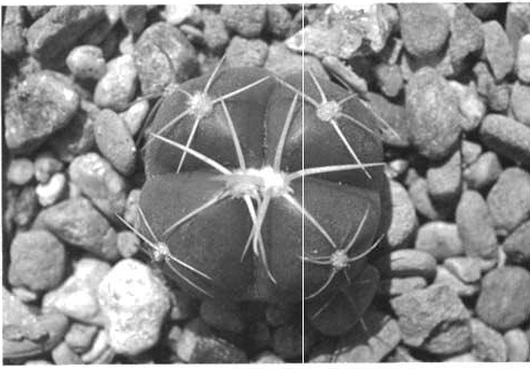 Нажмите на изображение для увеличения.

Название:	Gymnocalycium_horstii_2.jpg
Просмотров:	497
Размер:	103.0 Кб
ID:	467587