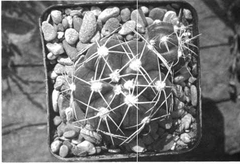 Нажмите на изображение для увеличения.

Название:	Gymnocalycium_horstii_3.jpg
Просмотров:	475
Размер:	107.9 Кб
ID:	467588