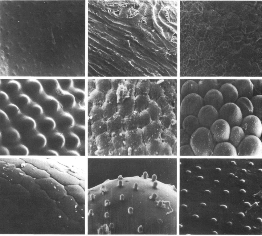 Нажмите на изображение для увеличения.

Название:	Gymnocalycium_1.jpg
Просмотров:	761
Размер:	191.4 Кб
ID:	467591