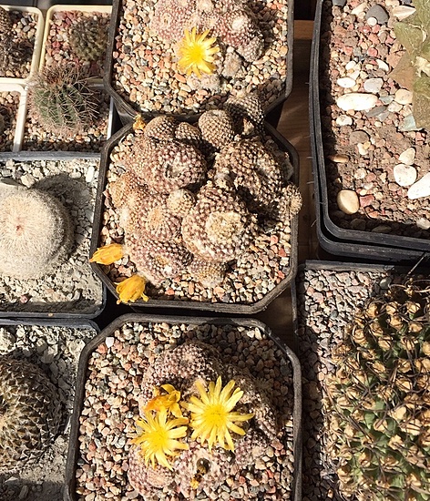 Нажмите на изображение для увеличения.

Название:	Copiapoa laui Sept 2019.jpg
Просмотров:	791
Размер:	393.1 Кб
ID:	467633