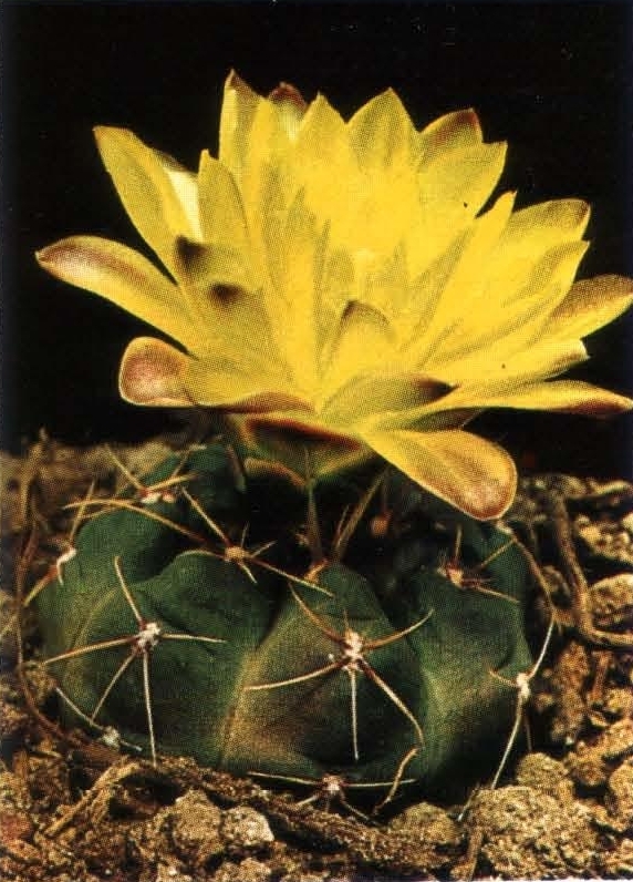 Нажмите на изображение для увеличения.   Название:	Gymnocalycium_andreae_1.jpg  Просмотров:	3  Размер:	354.3 Кб  ID:	467914