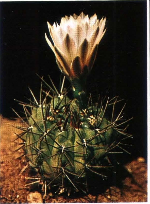 Нажмите на изображение для увеличения.   Название:	Gymnocalycium_gibbosum.jpg  Просмотров:	2  Размер:	278.2 Кб  ID:	467956