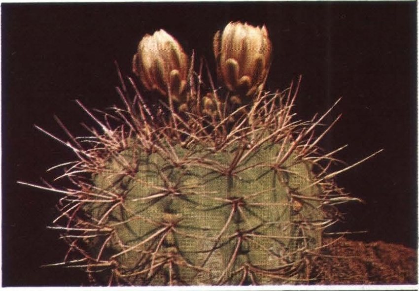 Нажмите на изображение для увеличения.   Название:	Gymnocalycium_hossei.jpg  Просмотров:	2  Размер:	186.9 Кб  ID:	467963