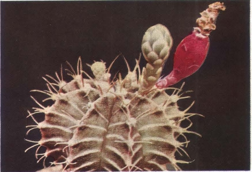 Нажмите на изображение для увеличения.   Название:	Gymnocalycium_michanovichii.jpg  Просмотров:	1  Размер:	171.5 Кб  ID:	467976