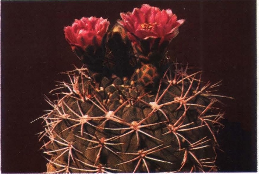 Нажмите на изображение для увеличения.   Название:	Gymnocalycium_oenanthemum.jpg  Просмотров:	0  Размер:	166.0 Кб  ID:	467995