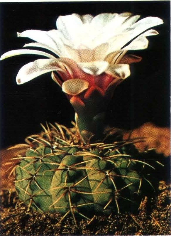 Нажмите на изображение для увеличения.   Название:	Gymnocalycium_quehlianum_1.jpg  Просмотров:	0  Размер:	288.7 Кб  ID:	468002