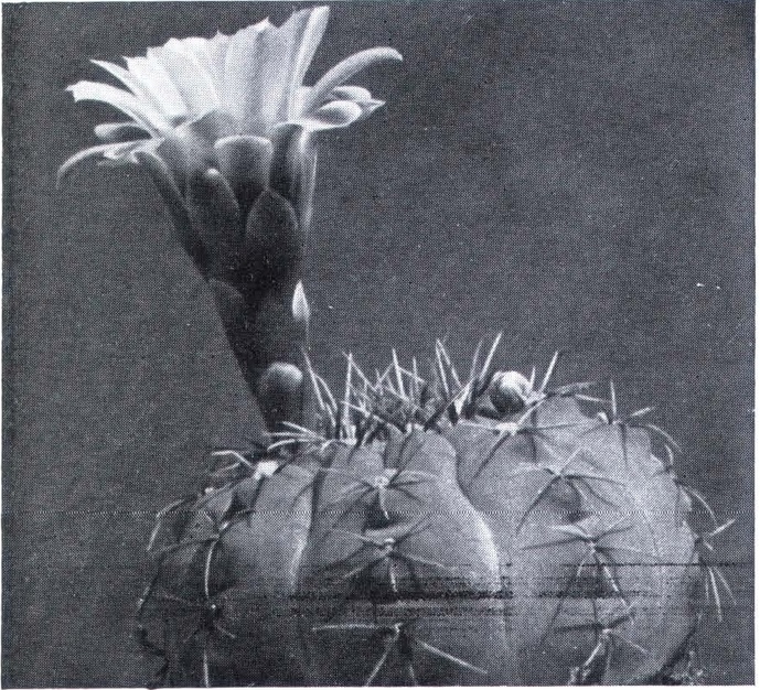 Нажмите на изображение для увеличения.   Название:	Gymnocalycium_quehlianum.jpg  Просмотров:	0  Размер:	254.5 Кб  ID:	468003