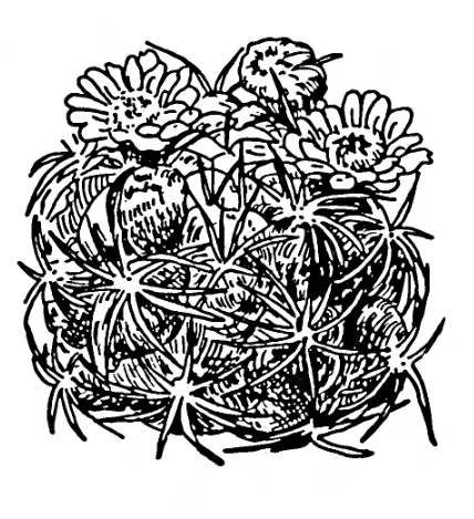 Нажмите на изображение для увеличения.

Название:	saglione_Brachycalycium.png
Просмотров:	292
Размер:	72.9 Кб
ID:	468009