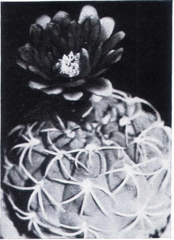 Нажмите на изображение для увеличения.

Название:	Gymnocalycium_tillianum.jpg
Просмотров:	369
Размер:	387.9 Кб
ID:	468011