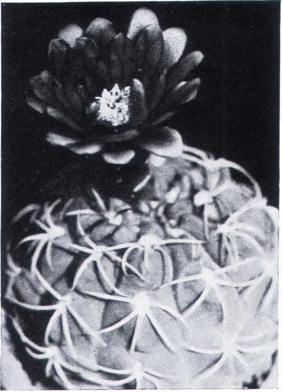 Нажмите на изображение для увеличения.

Название:	Gymnocalycium_tillianum.jpg
Просмотров:	283
Размер:	387.9 Кб
ID:	468011