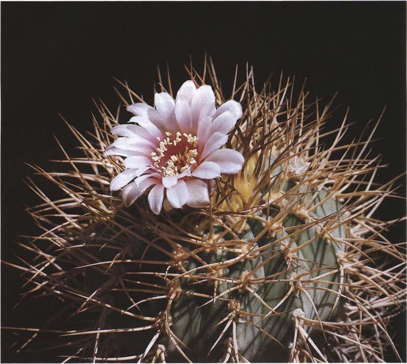 Нажмите на изображение для увеличения.

Название:	Gymnocalycium_cardenasianum_1.jpg
Просмотров:	911
Размер:	98.2 Кб
ID:	468059