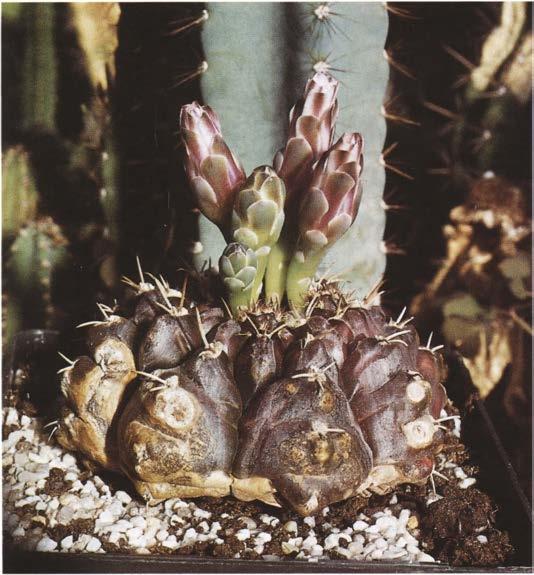 Нажмите на изображение для увеличения.

Название:	Gymnocalycium_damsii_v_multiproliferum.jpg
Просмотров:	1072
Размер:	60.8 Кб
ID:	468063