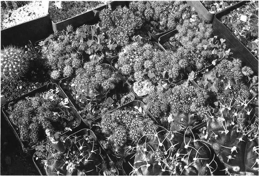 Нажмите на изображение для увеличения.

Название:	Gymnocalycium_damsii_v_multiproliferum_2.jpg
Просмотров:	337
Размер:	155.8 Кб
ID:	468065