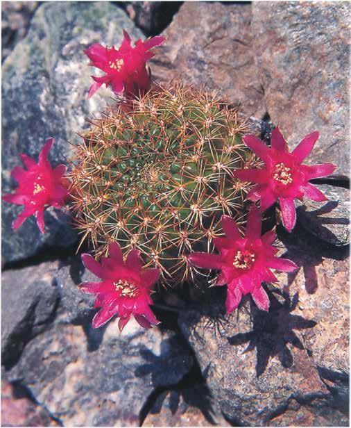 Нажмите на изображение для увеличения.

Название:	Sulcorebutia_purpurea.jpg
Просмотров:	1389
Размер:	68.7 Кб
ID:	468433