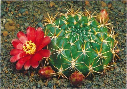 Нажмите на изображение для увеличения.

Название:	Sulcorebutia_purpurea_1.jpg
Просмотров:	284
Размер:	45.4 Кб
ID:	468434