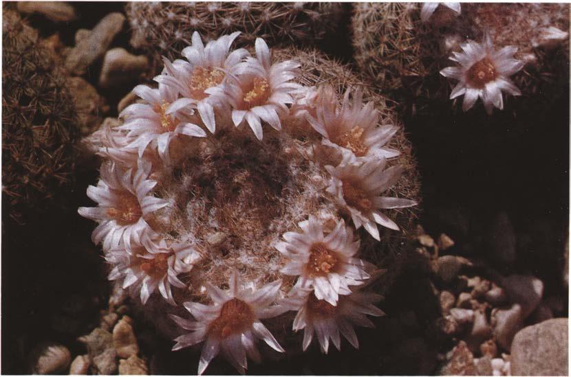 Нажмите на изображение для увеличения.

Название:	Mammillaria_arroyensis.jpg
Просмотров:	992
Размер:	68.4 Кб
ID:	468486