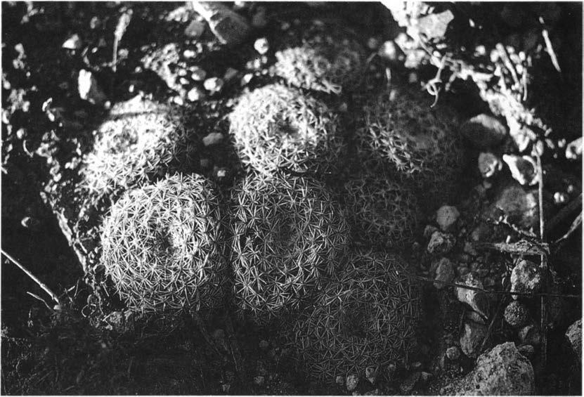 Нажмите на изображение для увеличения.

Название:	Mammillaria_arroyensis_1.jpg
Просмотров:	134
Размер:	97.6 Кб
ID:	468487