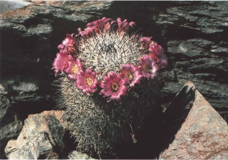 Нажмите на изображение для увеличения.

Название:	Mammillaria_hubertmulleri.jpg
Просмотров:	911
Размер:	307.9 Кб
ID:	468512